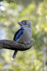 Close-up of bird perching on branch