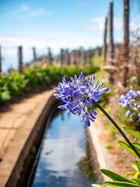 Close-up of purple flowering plant in canal