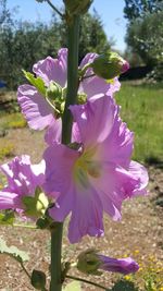 Close-up of pink flowering plant on field