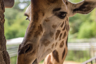 Close-up of horse