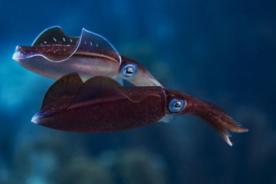 Caribbean reef squid cruising along the reef in bonaire, the netherlands. sepioteuthis sepioidea