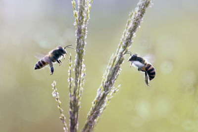 Close-up of honey bee pollinating on flower