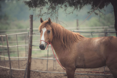 Horse standing in ranch