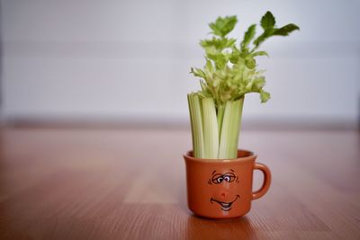 Close-up of potted plant on table