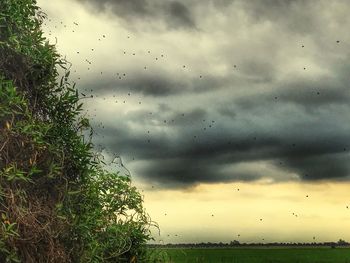 Birds flying against cloudy sky