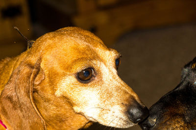 Close-up of a dog looking away