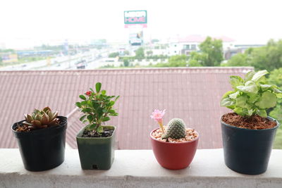 Close-up of potted plants on window sill