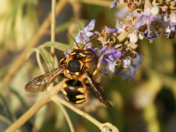 Close-up of bee on flower