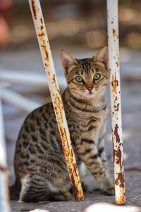 Close-up portrait of cat sitting