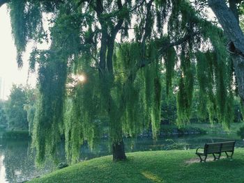 Trees in park