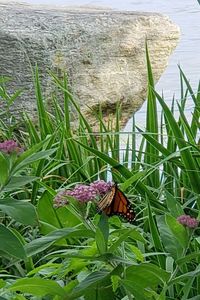 Butterfly on flower