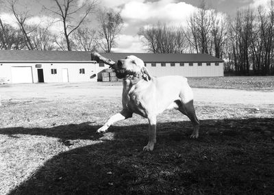 Dog standing on field