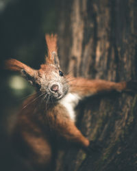 Close-up portrait of red squirrel on tree trunk