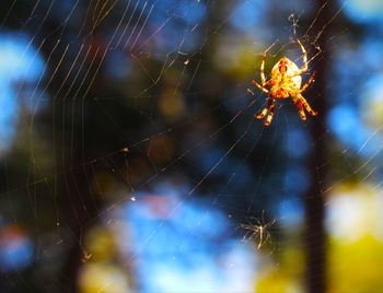 Close-up of spider on web