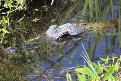 Close-up of crocodile in swimming pool