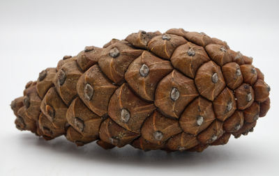 conifer cone