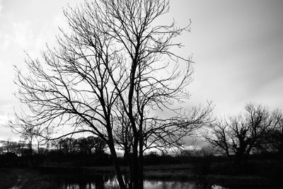 Low angle view of bare trees against sky