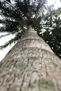 Low angle view of palm tree