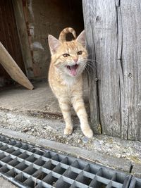 Portrait of cat standing on wood