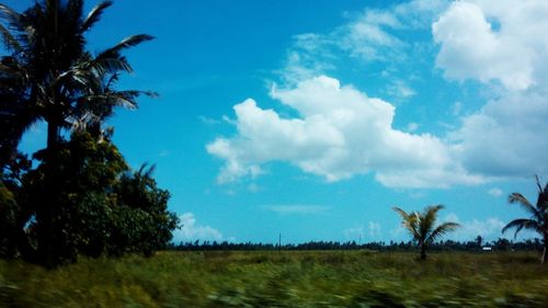 Trees on field against blue sky