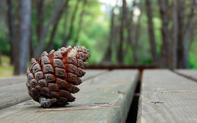 Close-up of pine cone on tree trunk in forest