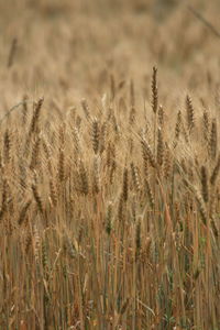 Close-up of stalks in field