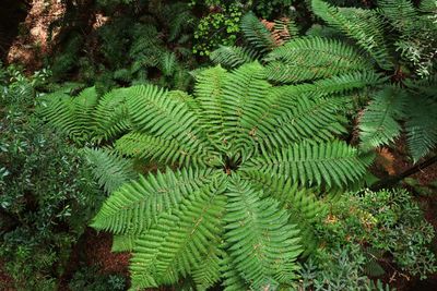 High angle view of fern leaves in forest