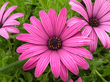 Close-up of fresh pink flowers blooming outdoors