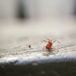 Close-up of insect