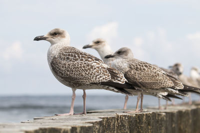 Close-up of seagulls perching by beach