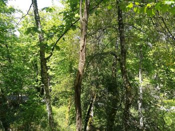 Low angle view of trees in forest