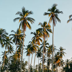 Low angle view of coconut palm trees against sky