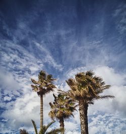 Low angle view of palm trees against blue sky