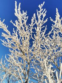 Close-up of frozen plant against blue sky