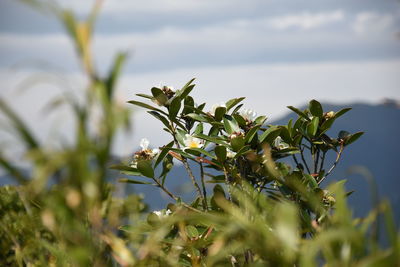 Close-up of plant against sky