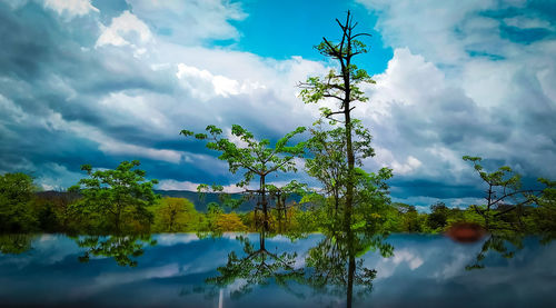 Reflection of tree in lake against sky