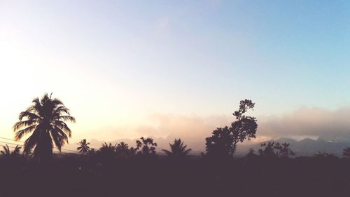 Silhouette trees against clear sky