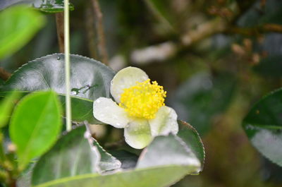 Close-up of yellow flowering plant