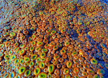 Full frame shot of fruit