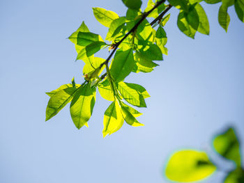 Beautiful, fresh bird cherry leaves against the spring sky.