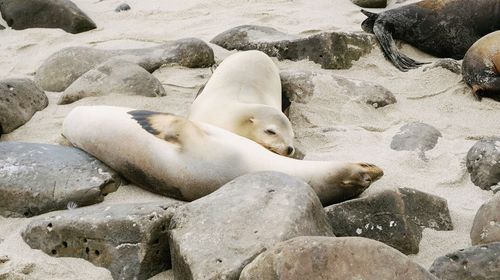 Seals at beach