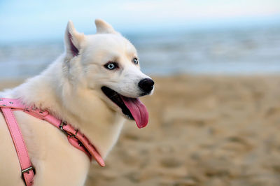 Close-up of dog looking away