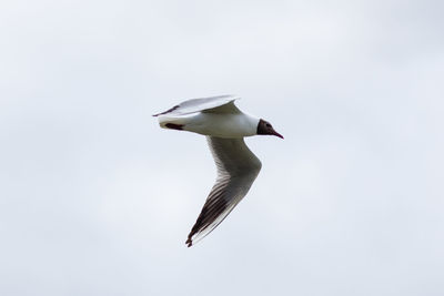 Low angle view of seagull flying against clear sky