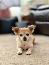 Portrait of cute dog sitting at home