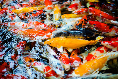 High angle view of koi carps swimming in pond