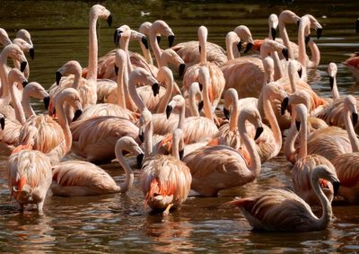 Flock of birds in lake