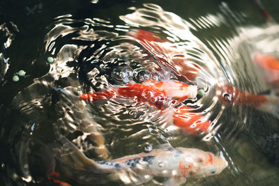 Fish swimming in sea