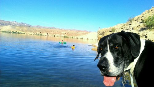 View of dog in water against blue sky