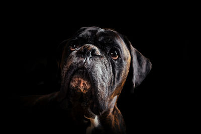 Close-up of black dog against dark background