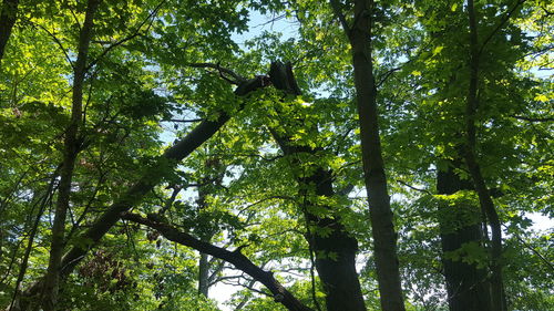 Low angle view of trees in forest